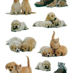 ETIKET HERMA 5606 PUPPY